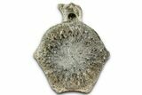 Fossil Whale Caudal Vertebra - Yorktown Formation #362061-3